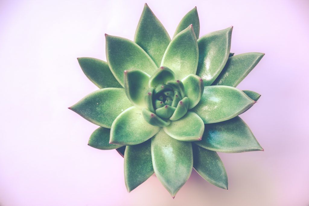 Green aloe vera plant on a pink table, plants to avoid if you have hay fever, e-Surgery