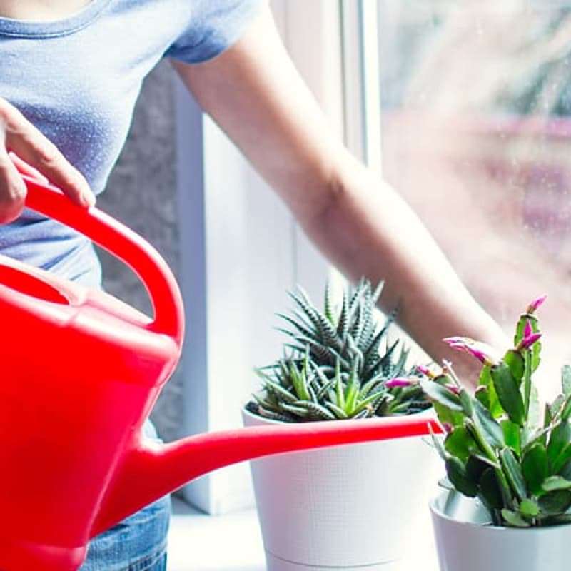 Woman watering indoor plants with red water can, plants to avoid if you have hay fever, e-Surgery