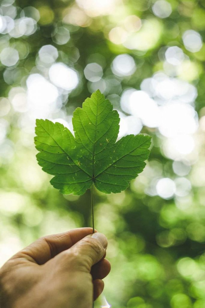 Hand holding single green leave, e-Surgery environmental policy