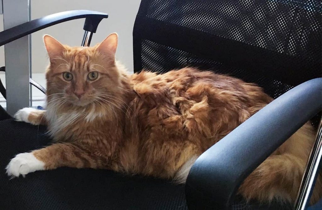 Fluffy ginger cat laying on an office chair | The Traditional Office Is Dead: Welcome To A New Era Of 9-5 | e-Surgery