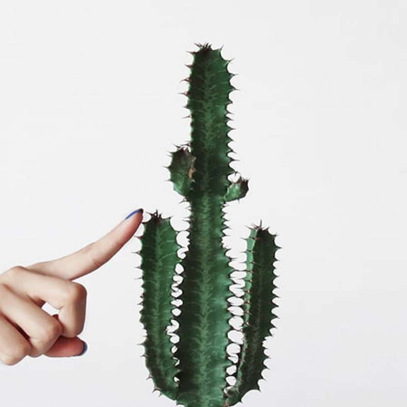 Top 5 ED pills in the UK, person touching a large spiky cactus plant | e-Surgery