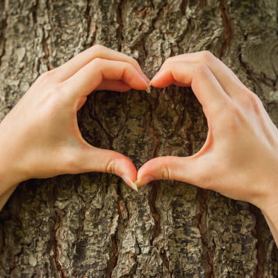 Loving the nature. Close-up of hands gesturing heartshape on the tree e-surgery