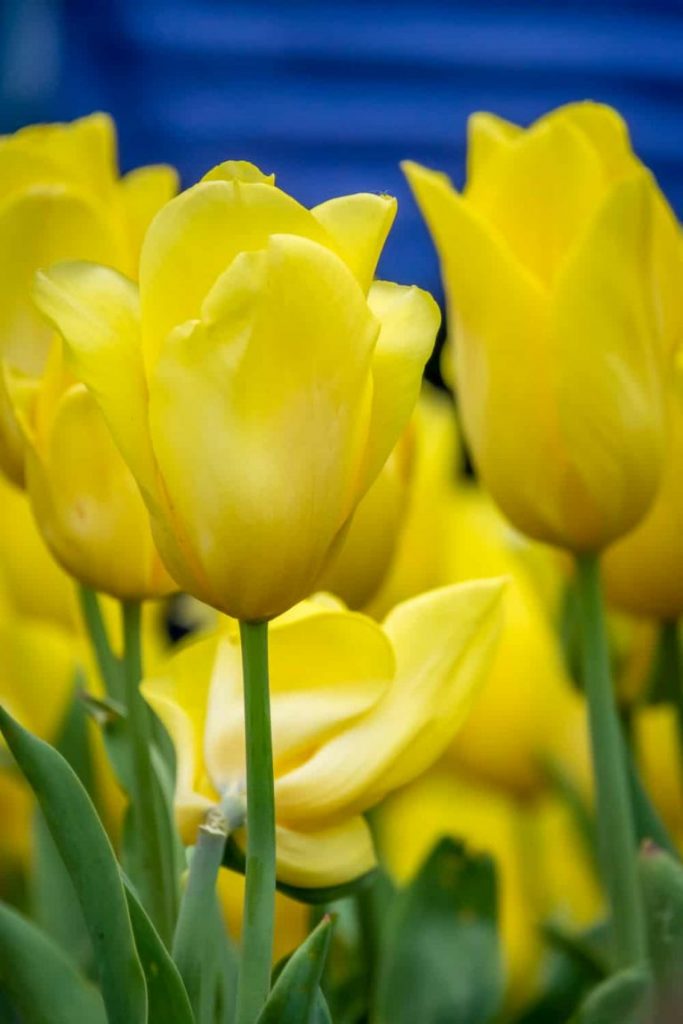 Yellow tulips flowers, e-Surgery
