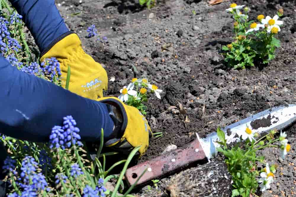 Person gardening, e-Surgery