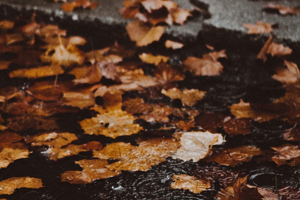Autumn leaves on wet pavement | What Is Seasonal Affective Disorder And How Can You Treat It? | e-Surgery