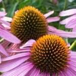 Echinacea: The New Wonder Herb?