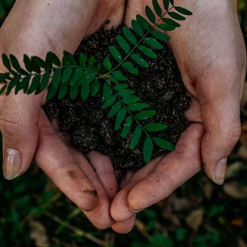 How to recycle our packaging, cupped hands holding a pile of soil with a small plant growing in the centre | e-Surgery