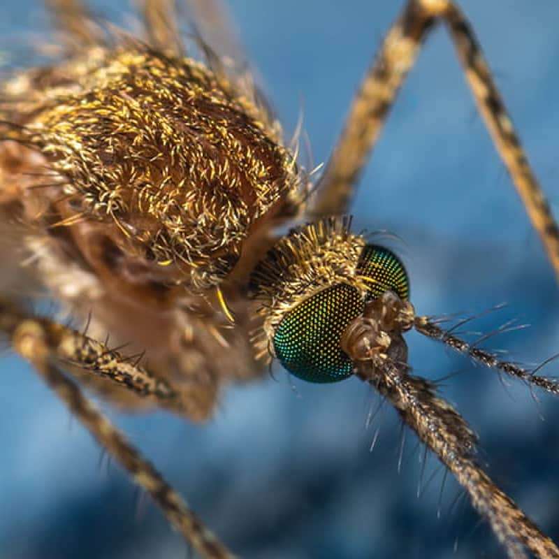 Mosquito bites, close up image of a mosquito on a blue piece of fabric | e-Surgery