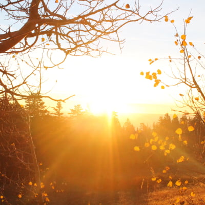 warm weather outside in spring What is fexofenadine hydrochloride used for?| e-surgery