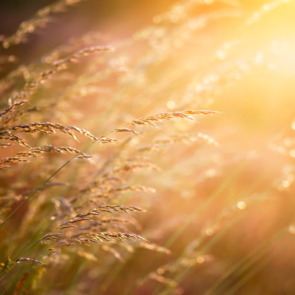 Hay fever plants in the UK